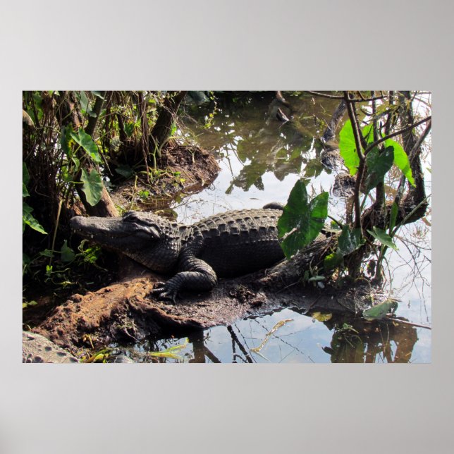 Poster de Alligador (Frente)