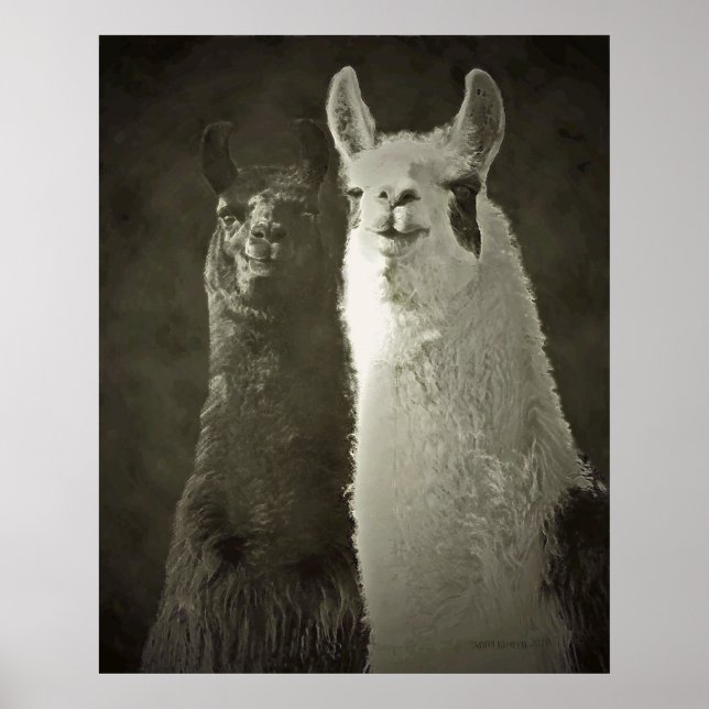 poster de alpacas (Frente)