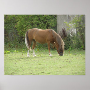 Poster de Aluguer de Cavalo Castanho