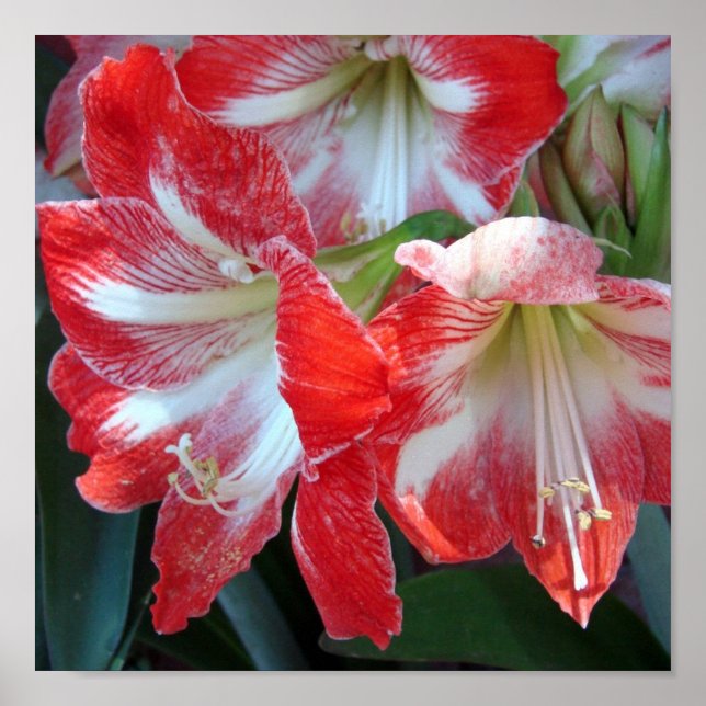 Poster de Amaryllis, em Stripe Vermelha e Branca (Frente)