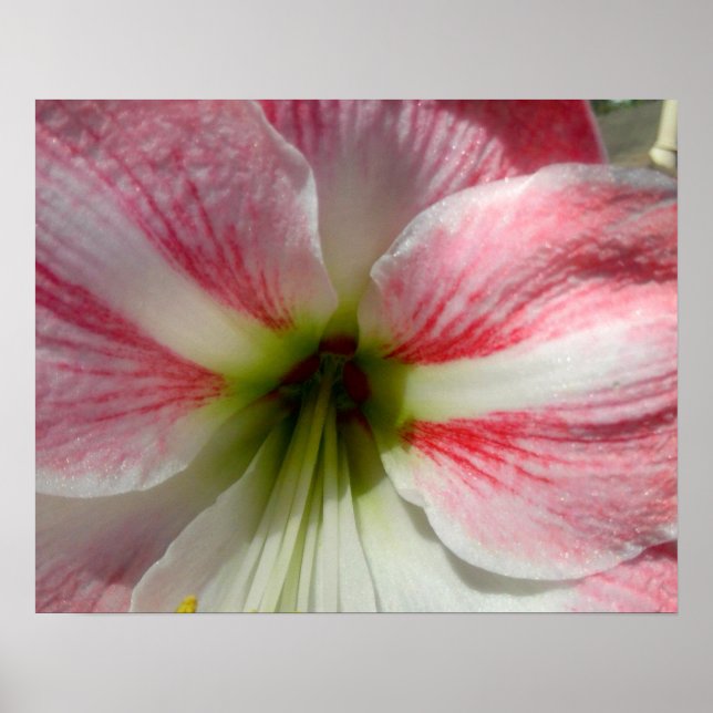 Poster de Amaryllis rosa para quadros (Frente)