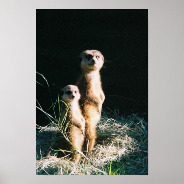 Poster de Amigos Meerkat (Frente)