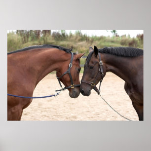 poster de amor de cavalo