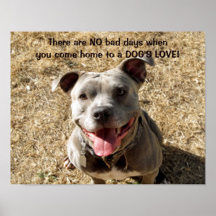 Poster de Amor do Cão Sorrindo Pitbull