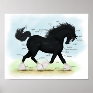 Poster de Anatomia de Equinos de Cavalo de Shire N
