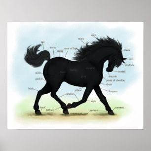 Poster de anatomia de equinos pretos ou pônei
