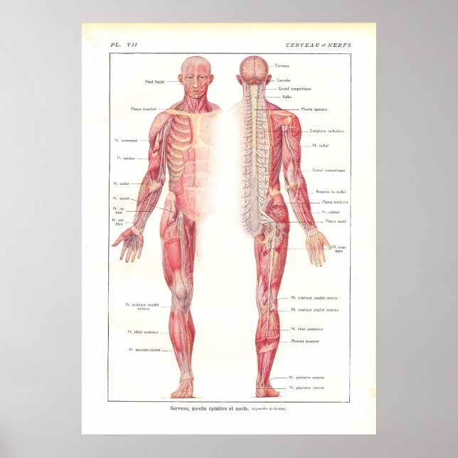 Poster de anatomia do sistema nervoso em francês (Frente)