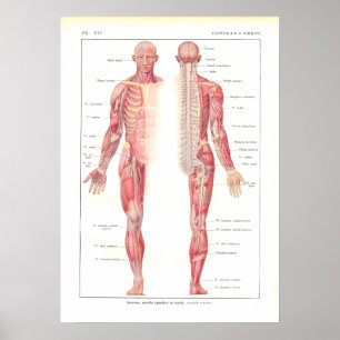 Poster de anatomia do sistema nervoso em francês