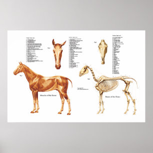 Poster de Anatomia dos Cavalos e Músculos