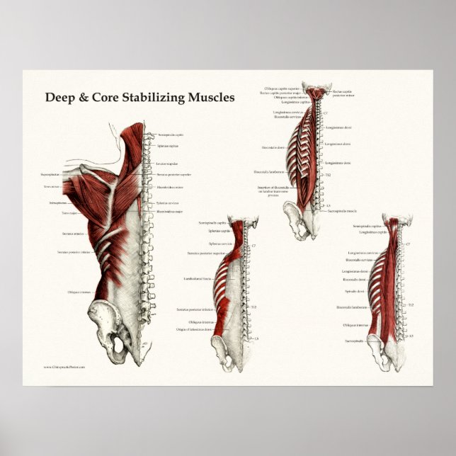 Poster de Anatomia dos Músculos Estabilizadores Pr (Frente)