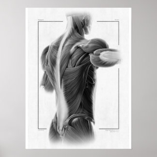 Poster de Anatomia em Corpo de Movimento - 18 x 24
