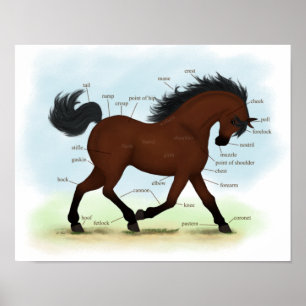 Poster de Anatomia Equina de Bay Horse ou Pony
