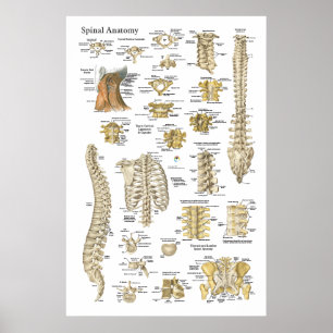 Poster de anatomia espinal e vértebra 24" X 36"