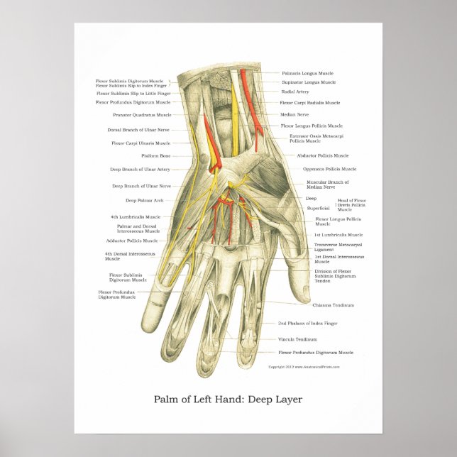 Poster de Anatomia Interna da Mão e Pulso (Frente)