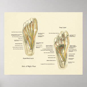 Poster de Anatomia Interna do Pé