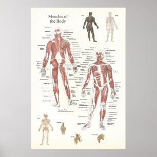 Poster de Anatomia Muscular - Anterior e Posterior