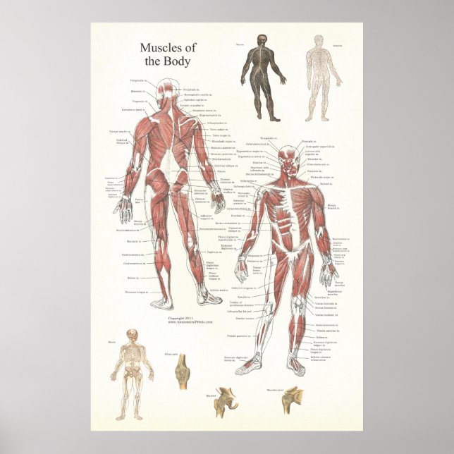 Poster de Anatomia Muscular - Anterior e Posterior (Frente)