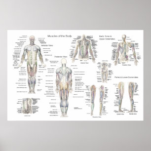 Poster de Anatomia Muscular - Anterior, Posterior 