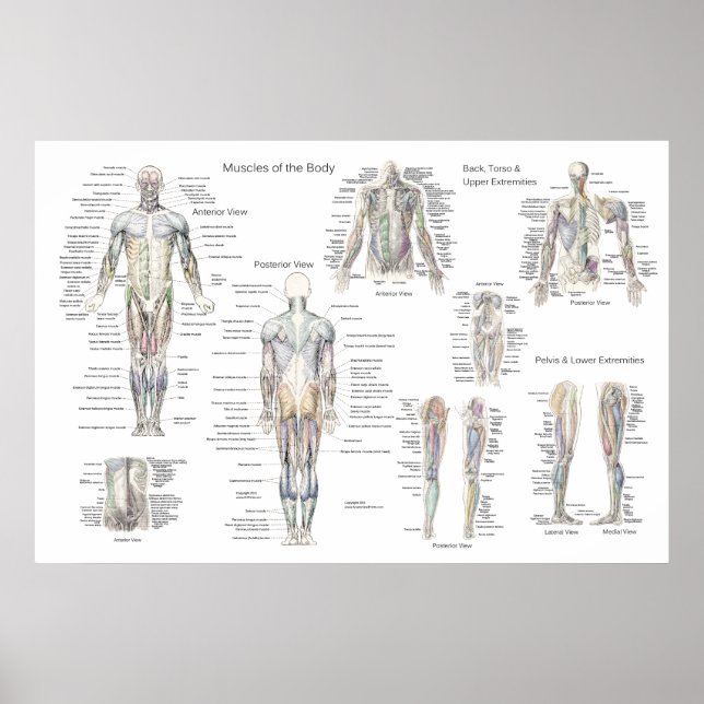 Poster de Anatomia Muscular - Anterior, Posterior  (Frente)