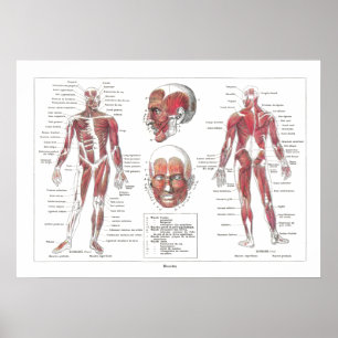 Poster de Anatomia Muscular em Francês