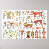 Poster de anatomia muscular humana de 24" X 36"