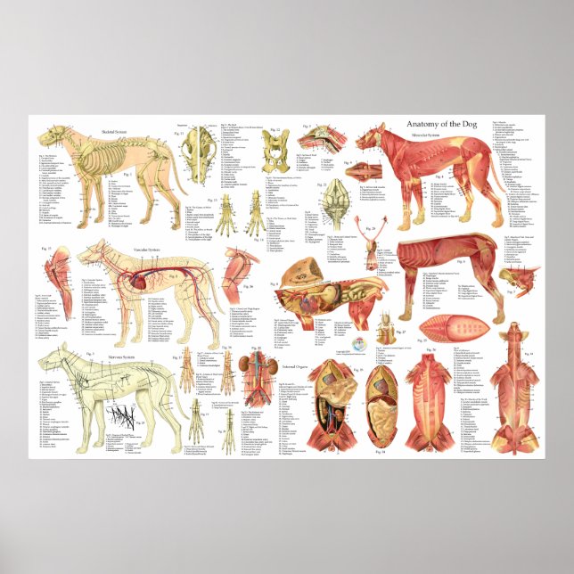 Poster de anatomia muscular humana de 24" X 36" (Frente)