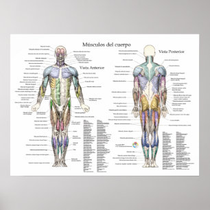 Poster de Anatomia Muscular Humana Espanhola