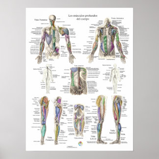 Poster de Anatomia Muscular Profunda Humana espanh