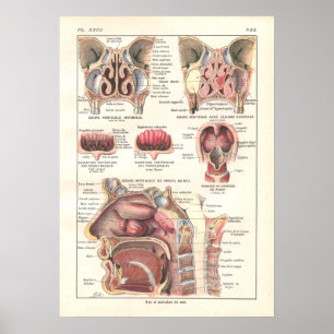 Poster de Anatomia Nariz e Sinusos em Francês