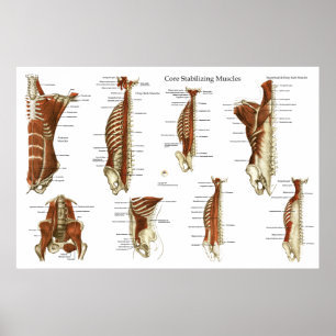 Poster de anatomia nos músculos estabilizadores pr