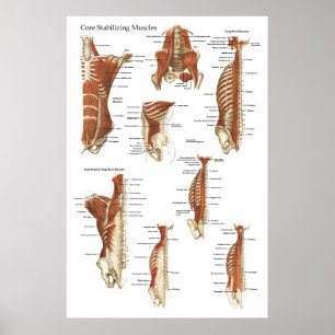 Poster de anatomia nos músculos estabilizadores pr
