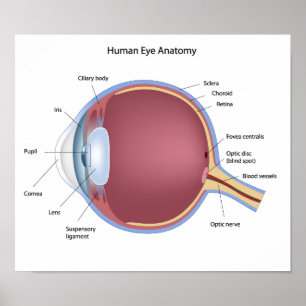 Poster de Anatomia Ocular Humana