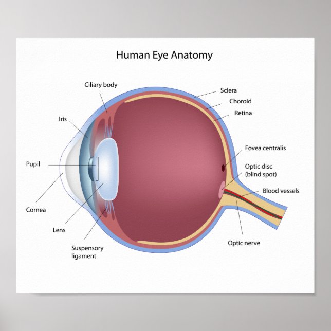 Poster de Anatomia Ocular Humana (Frente)