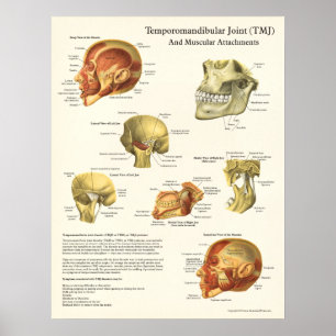 Poster de Anatomia TMJ e Anexos Musculares