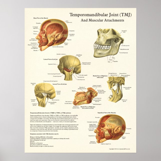 Poster de Anatomia TMJ e Anexos Musculares (Frente)