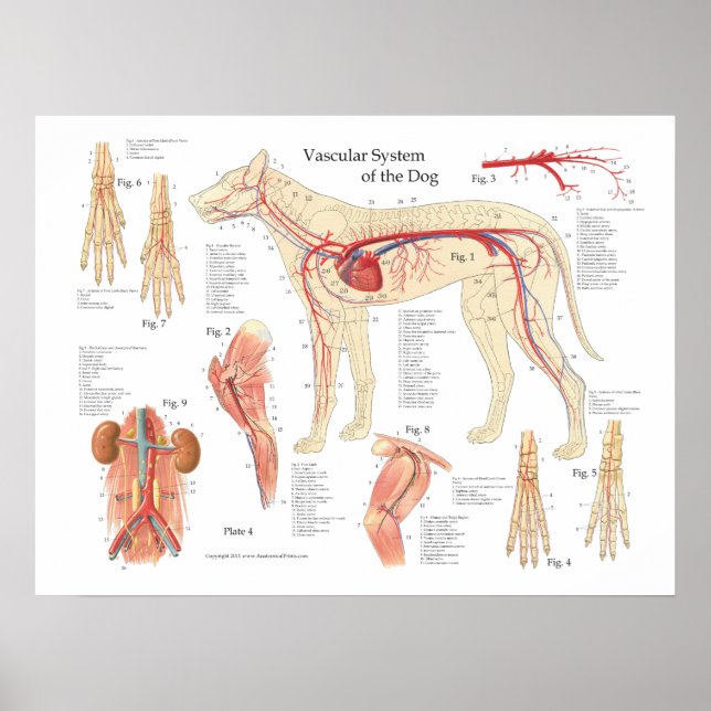Poster de anatomia vascular do cão 18" X 24" (Frente)