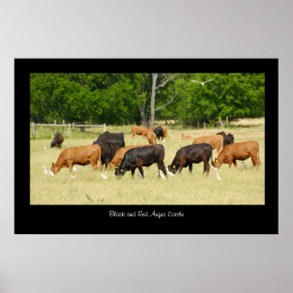 Poster de Angus Cattle