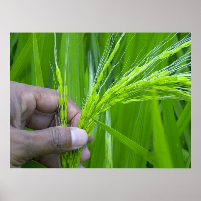 Poster de aproximação Ricefield (Frente)