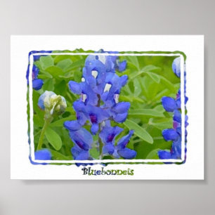 Poster de Aquarela Digital Bluebonnets do Texas
