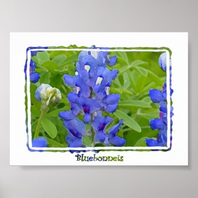 Poster de Aquarela Digital Bluebonnets do Texas (Frente)