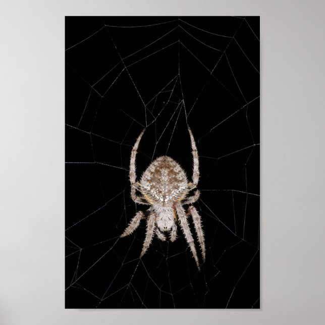 Poster de aranha de orbe-weaver (Frente)