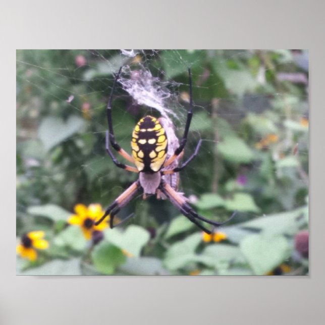 Poster de aranha do jardim preto e amarelo (Frente)