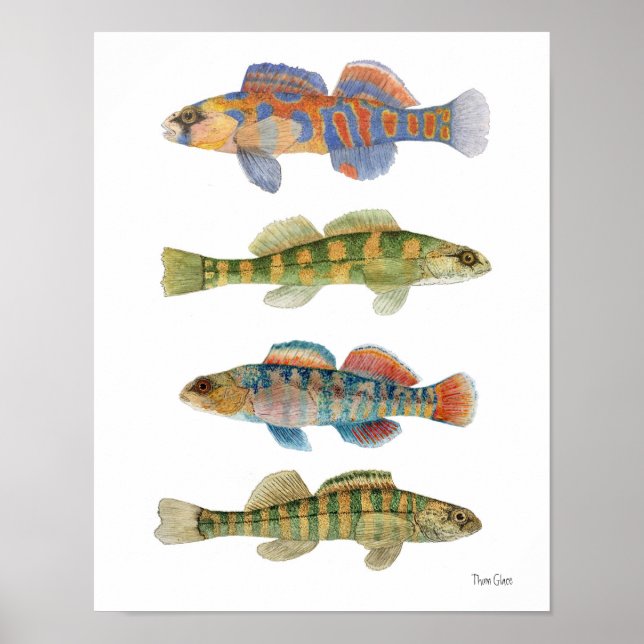 Poster de Arte água fresca Darters (Frente)