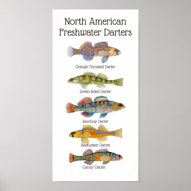 Poster de Arte água fresca Darters (Frente)