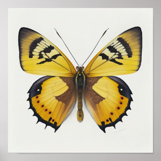 Poster de Arte de Borboleta Amarela (Frente)