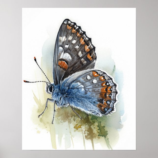 Poster de Arte de Borboleta Pygmy Ocidental (Frente)