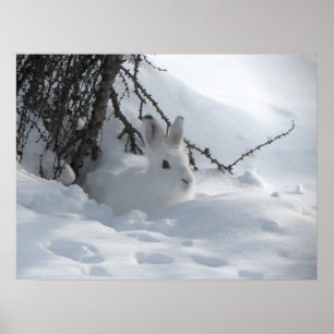 Poster de Arte de Bunny de Neve Invernal