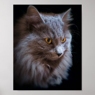 Poster de Arte de Gato de Nebelung Cinza Azul