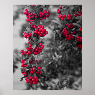 Poster de Arte de Parede com Frutas de Pyracantha
