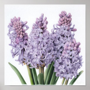 Poster de Arte Flor de lavanda Hyacinne